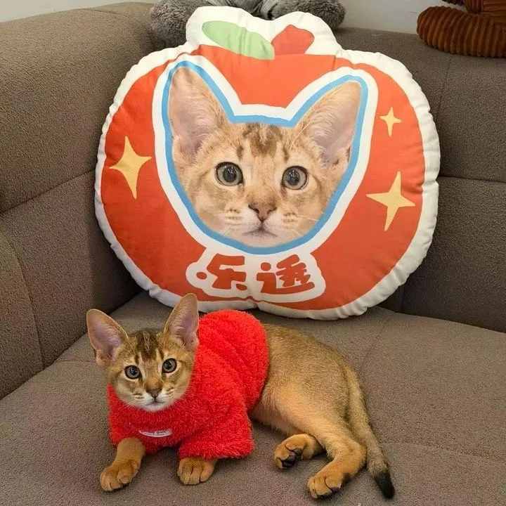 Paw&Co. 寵物客製抱枕